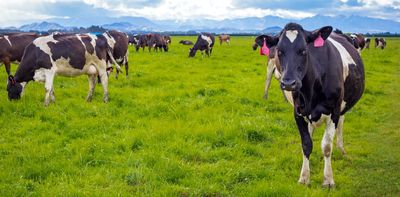 Palm kernel product imported for use on dairy farms may actually be harmful to cows