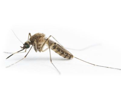 Japanese encephalitis case confirmed in SA