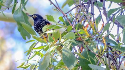 Birdlife Australia working with Aboriginal land council to return mistletoe to burnt woodlands