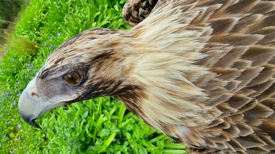 Magistrate rejects application to exclude evidence obtained illegally in wildlife cruelty case