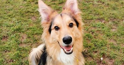 39 rescue dogs in Leeds looking for their forever homes this Christmas