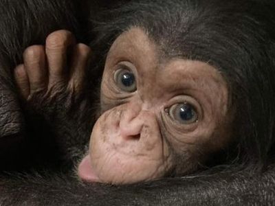 Zoo’s five-week-old chimp who went viral dies