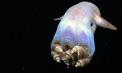 My Life in Sea Creatures by Sabrina Imbler review – an exquisite science-memoir hybrid