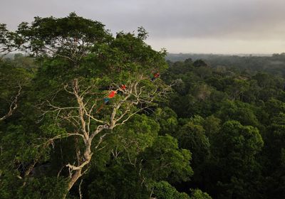 World Bank to lend $500 million to help Brazil meet climate goals
