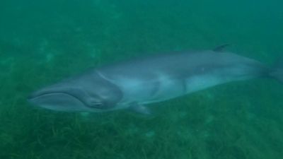 Pygmy right whale delights group of paddleboarders near Port Lincoln