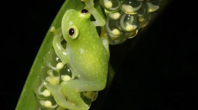 Glass Act: Scientists Reveal Secrets of Frog Transparency