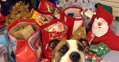 Glasgow pet food bank thanks locals for support after a ‘record’ year