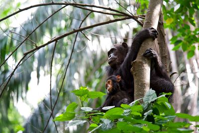 Did bipedalism evolve in the trees?