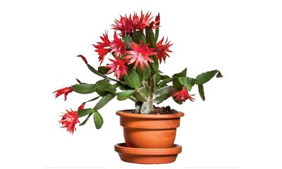 Houseplant of the week: Christmas cactus