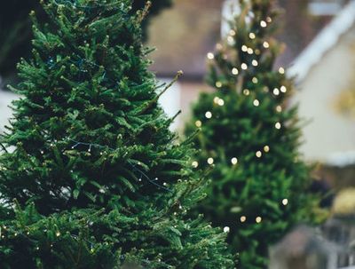 The rise of the rental Christmas tree: This is why everyone’s renting their festive firs this year