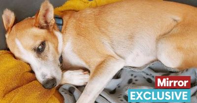 Blind dog desperate for new owner 'who will give him endless cuddles'