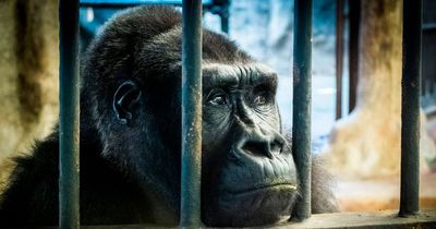 'World’s loneliest gorilla' spends another Christmas locked up in cage