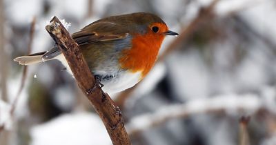 'White Christmas' forecast as Met Office issues snow and ice warning