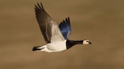 Bird flu detected among Islay's significant geese population