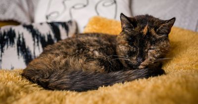 Flossie, 27, is named the world's oldest living cat by Guinness World Records