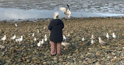 Wales' own Home Alone 'bird lady' who rehabilitates seagulls in her bathroom
