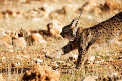 Extinction crisis puts 1 million species on the brink