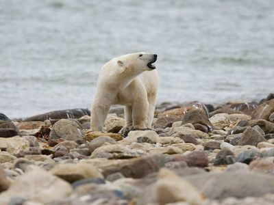 Polar bears in a key region of Canada are in sharp decline, a new survey shows