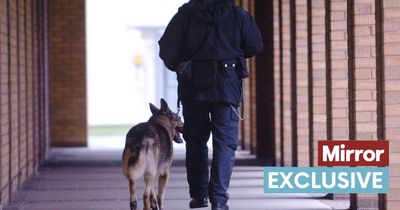 Prisoners' plans for Christmas booze-up wrecked as sniffer dogs find mammoth moonshine vat