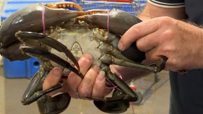 How to catch and cook mud crabs for Christmas