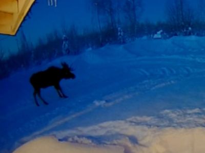Rare video of moose dropping its antlers in Alaska goes viral