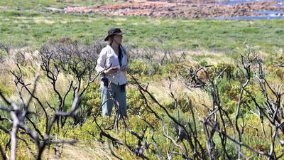 Esperance rangers hope cultural burns could buffer remote islands from climate change impacts