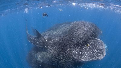 Filming whale sharks feeding on bait ball at Ningaloo Reef 'most exciting experience', photographer says