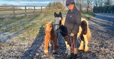 Pony 'dumped like rubbish' is now horsing around with a toy pal this Christmas