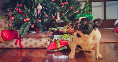 Dog owners urged to remove toxic Christmas flowers that could kill their pets