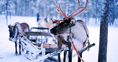 Reindeer can visit children at home this Christmas with simple hack - here's how