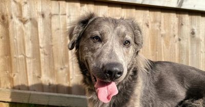 The mistreated dog adopted just in time for Christmas after two years with the RSPCA