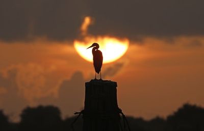 Birds could hold the secret to interstellar flight