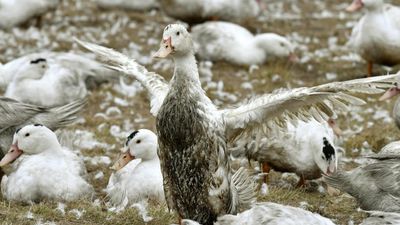 Foie gras alternatives on the rise in France for those fed up with force-feeding