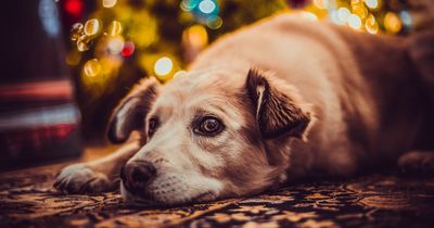 Can dogs eat turkey, chocolate, sprouts or prawns? What you should and shouldn't feed your pets this Christmas