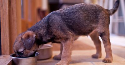 Christmas dinner warning to dog owners