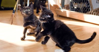 Instagram and superstition behind 'unloved' Liverpool black cats