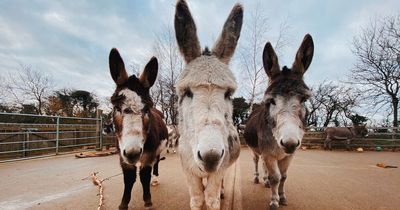 Meet Brendan, Diesel and Davy ahead of their first Christmas at Belfast’s Donkey Sanctuary