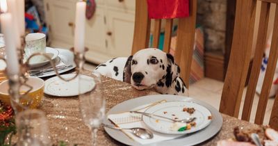 Vet's stark warning over popular Christmas leftovers that could kill your pet