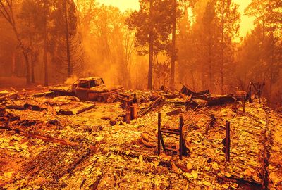 Learning to love burned trees