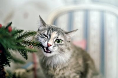 What can my pet eat during the holidays? You might be surprised