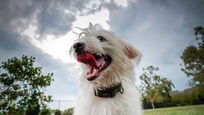 It's cyclone season in the Top End, and as thunderstorms roll in, what can ease an anxious dog's stress?