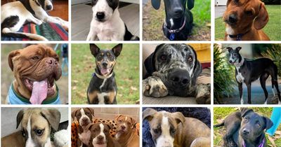 Dog bite risk rises with festive season