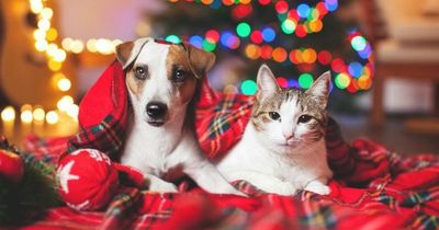 Petition launched to save cats and dogs from grim cost of living crisis effects