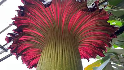 Rare corpse flower in bloom at Cairns Botanic Gardens attracts thousands of visitors