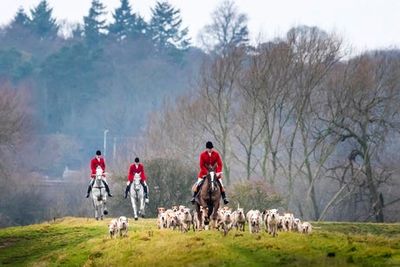 Calls rise for crackdown on ‘bloodthirsty’ fox hunting ahead of Boxing Day meets