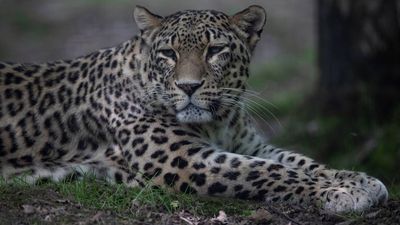 New Effort Launched To Save Persian Leopard