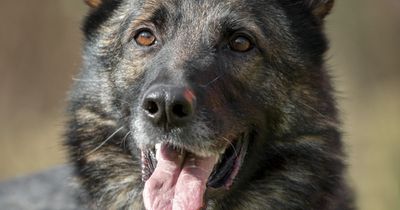 “No dog should be in here two Christmases in a row” - rescue’s desperate appeal for stray German shepherd on Christmas Day