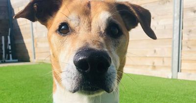 The adorable Edinburgh dogs searching for forever homes in 2023