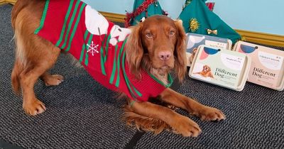 Clever Spaniel plays Jingle Bells, skips with tinsel and wraps himself like Christmas present