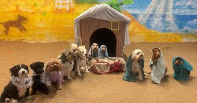 Dogs recreate nativity scene wearing tinsel, crowns and tea towels